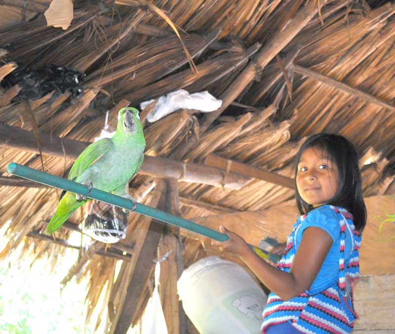 Domesticated parrot perched on beam inside traditional Wounaan home in Panama rainforest village